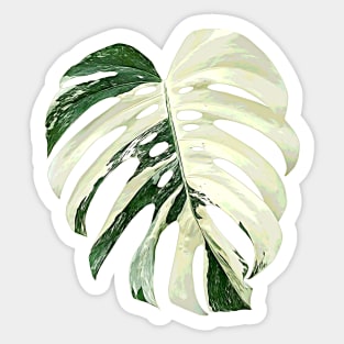 MONSTERA DELICIOSA ALBO VARIEGATED Sticker